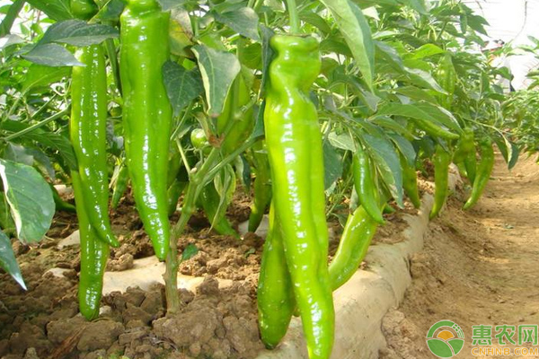 溫室辣椒種植怎么安全越冬？