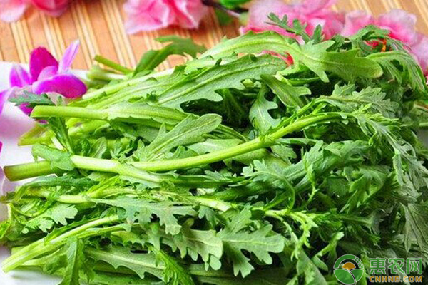 茼蒿的功效与作用