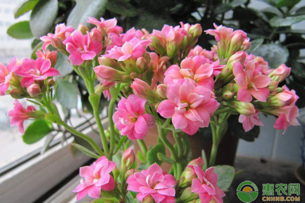 臥室花草