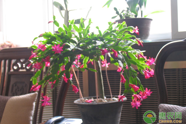 花草綠植