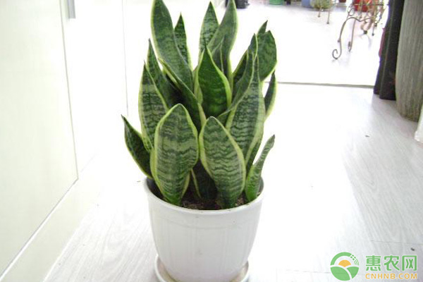 花草植物