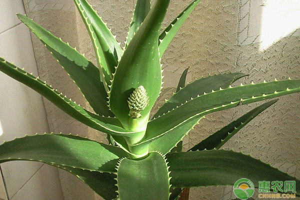 臥室植物