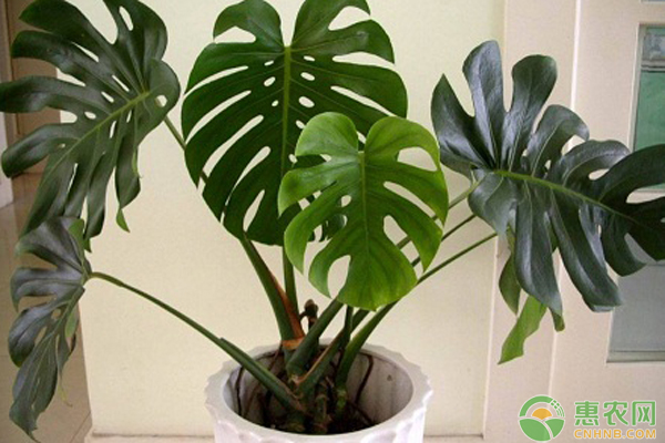 綠色植物