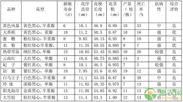 非洲菊實(shí)驗(yàn)