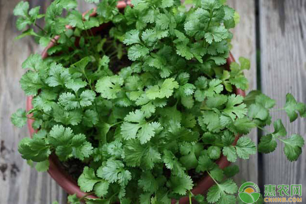 香菜如何種植？香菜的種植時(shí)間和栽培方法
