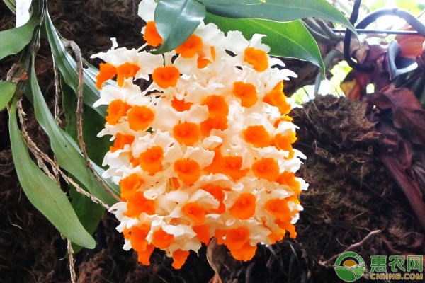 球花石斛怎么促花開？栽培要點有哪些？