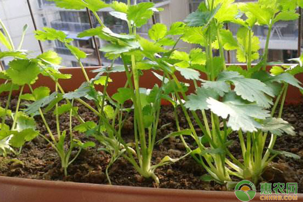 香菜如何種植？香菜的種植時(shí)間和栽培方法