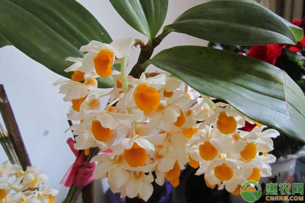 球花石斛怎么促花開？