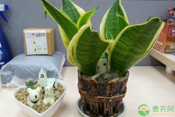 虎皮蘭養(yǎng)殖