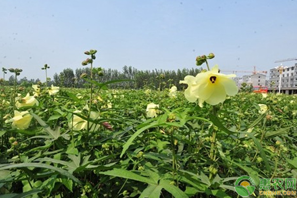 淺談金花葵花特點及種植管理技巧