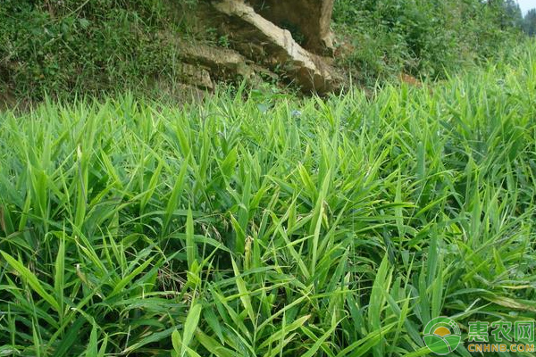 生姜精細(xì)整地、育苗、水肥管理技巧