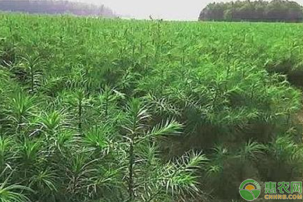 藜麦可以跟什么作物套种？浅谈南方幼杉林套种藜麦栽培技术