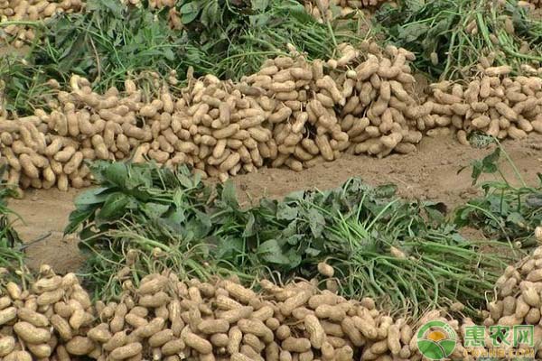 花生即將進(jìn)入收獲期，花生紅蜘蛛、葉斑病要小心