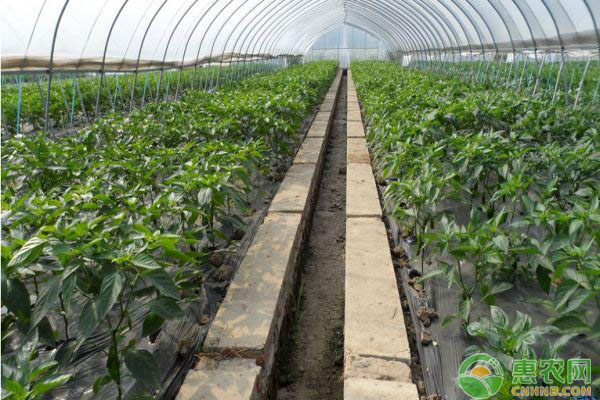 蔬菜大棚受到洪災(zāi)怎么辦？災(zāi)后棚室管理支招