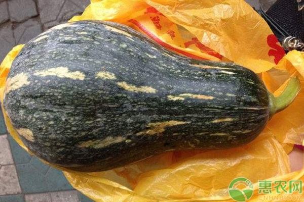 香芋南瓜怎么栽培？香芋南瓜播種育苗方法及田間管理