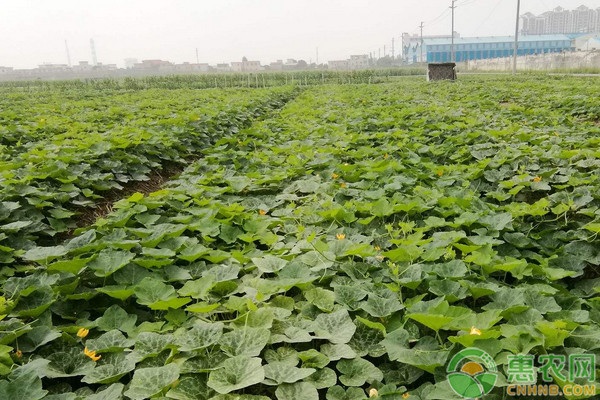 香芋南瓜怎么栽培？香芋南瓜播種育苗方法及田間管理