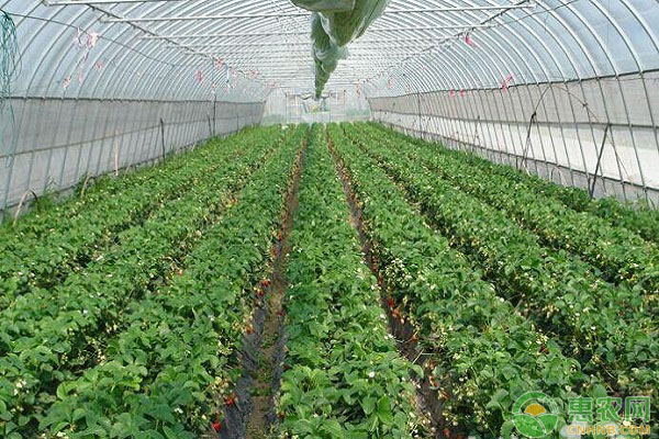秋季大棚草莓怎么栽？草莓对环境的需求及栽种方法