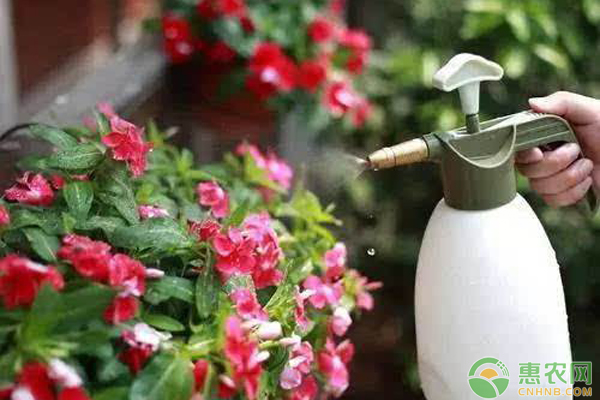 <a href='http://mixian138.com/t/14721.html' class='j-href' target='_blank'><span style='color:#FF8001'>養(yǎng)花知識(shí)</span></a>
