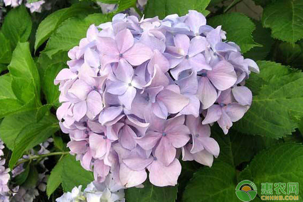 八仙花怎么種植？八仙花繁殖方法及管理要點(diǎn)