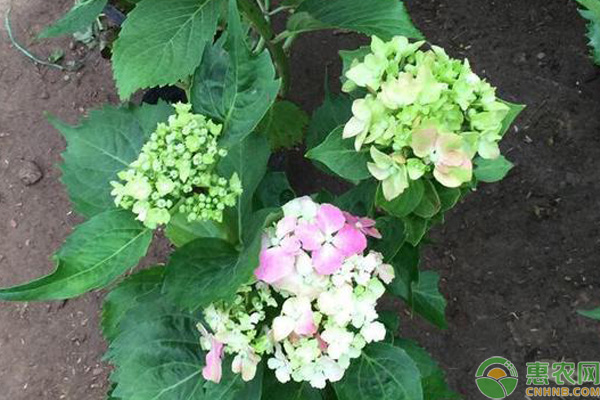 八仙花怎么種植？八仙花繁殖方法及管理要點(diǎn)