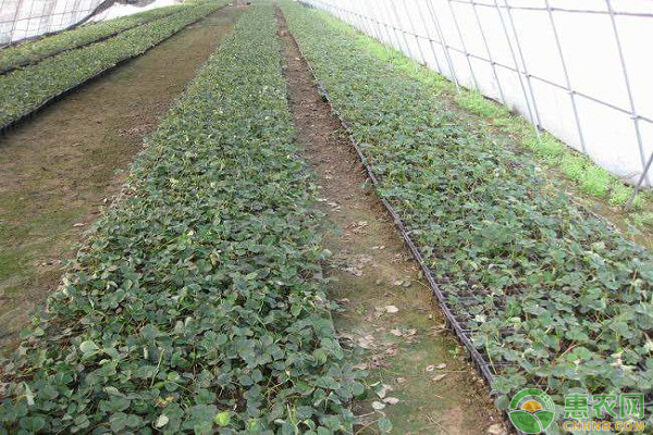 秋季大棚草莓怎么栽？草莓对环境的需求及栽种方法