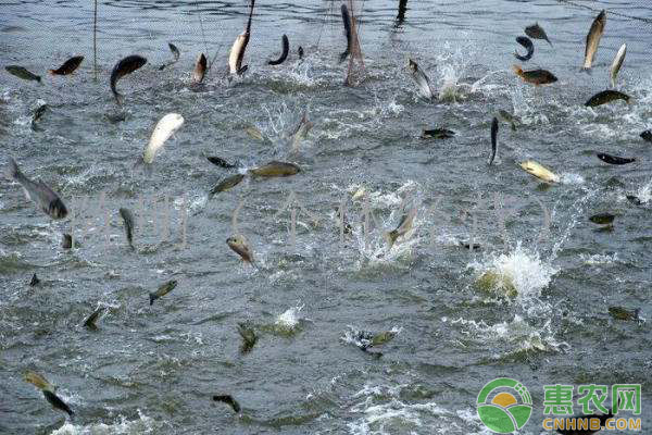 魚用配料儲存不當(dāng)竟會導(dǎo)致魚發(fā)??？使用魚用配合飼料的要點