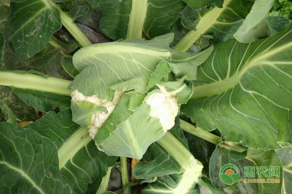 陳場鎮(zhèn)露地松花菜—西瓜—松花菜栽培模式介紹