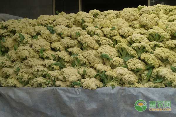 陳場鎮(zhèn)露地松花菜—西瓜—松花菜栽培模式介紹