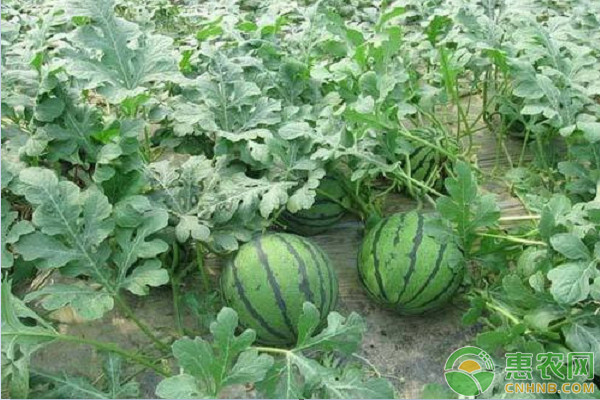 陳場鎮(zhèn)露地松花菜—西瓜—松花菜栽培模式介紹