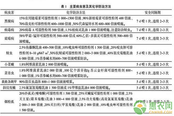 設(shè)施大棚水果蘿卜高效栽培管理技術(shù)