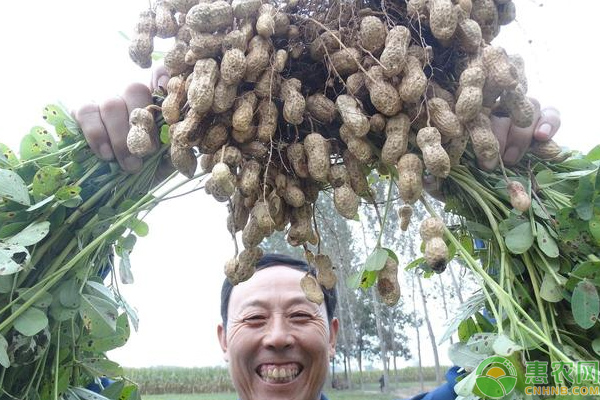 花生这样种不仅能增产还能减少病害！花生高产栽培秘诀-图片版权归惠农网所有