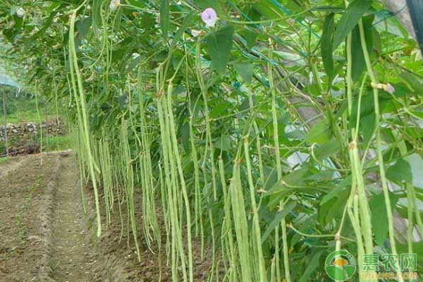 豇豆如何栽培？豇豆高產(chǎn)種植管理要點(diǎn)