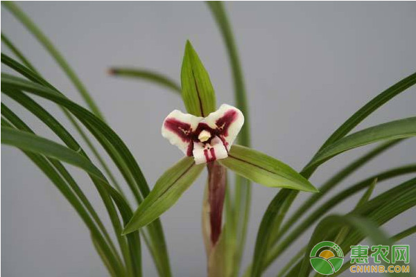 蘭花種植技巧分享：施肥、澆水這些環(huán)節(jié)你都做對了嗎？