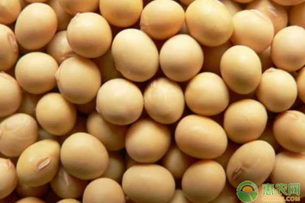 大豆如何保產(chǎn)量？大豆常見病蟲害及防治措施