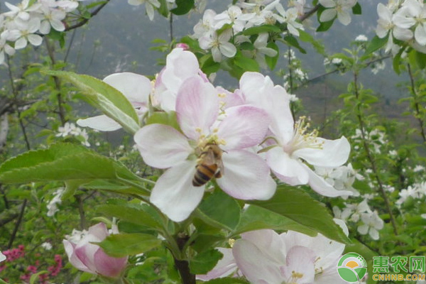 蘋果花期如何管理？陜西鳳翔蘋果花果期管理技巧
