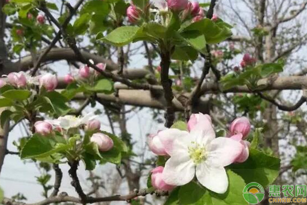 蘋果花期如何管理？