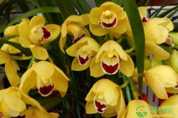 陽臺(tái)養(yǎng)蕙蘭能二次發(fā)芽嗎？陽臺(tái)養(yǎng)蕙蘭二次發(fā)芽的方法