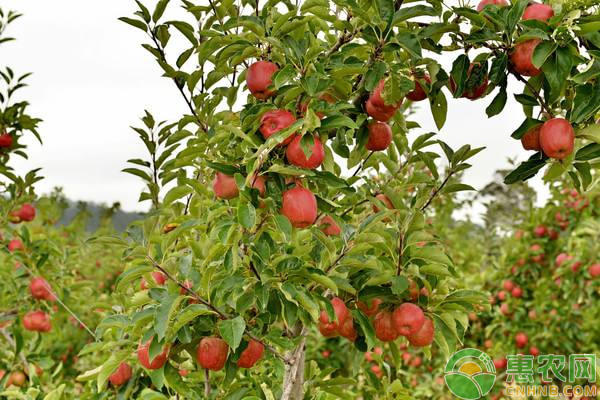 紅露蘋果在豫西山區(qū)的引種表現(xiàn)及栽培技術(shù)