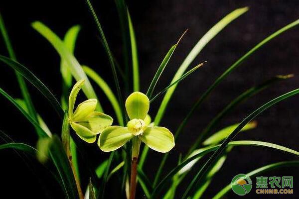 盆栽蘭花為何會出現(xiàn)僵芽？盆栽蘭花僵芽補救方法