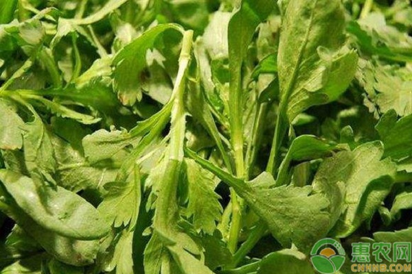 九月份可以種哪些蔬菜？九月份蔬菜種植指南介紹