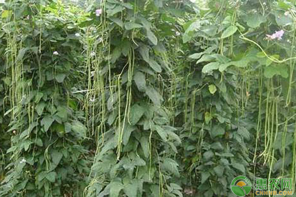 九月份可以種哪些蔬菜？九月份蔬菜種植指南介紹