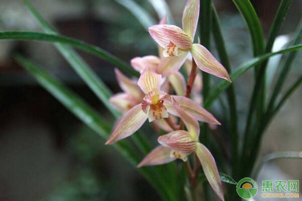 盆栽蘭花為何會出現(xiàn)僵芽？盆栽蘭花僵芽補救方法