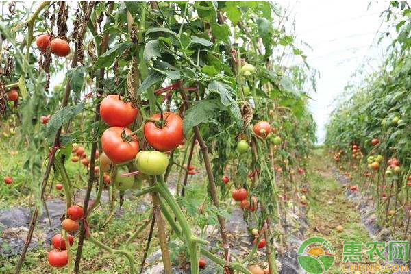 九月份可以種哪些蔬菜？九月份蔬菜種植指南介紹