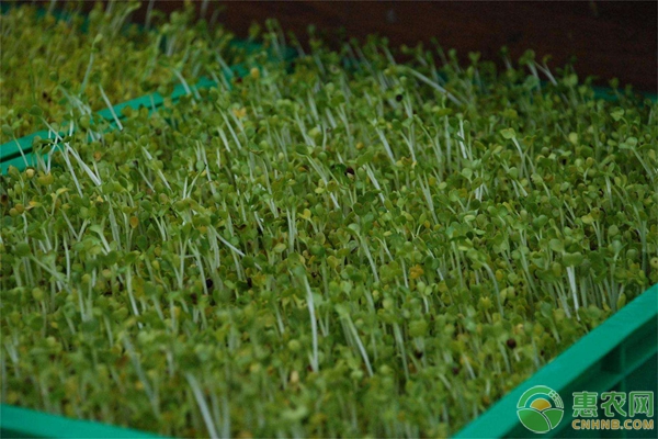 15天速成蔬菜種植方法
