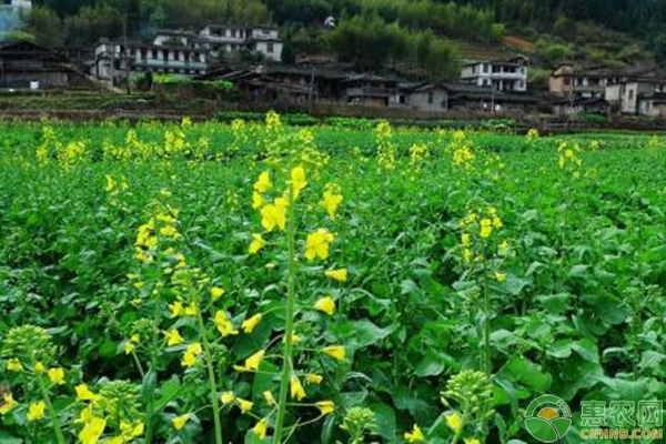 固始縣油菜全程機械化配套農(nóng)藝技術(shù)措施