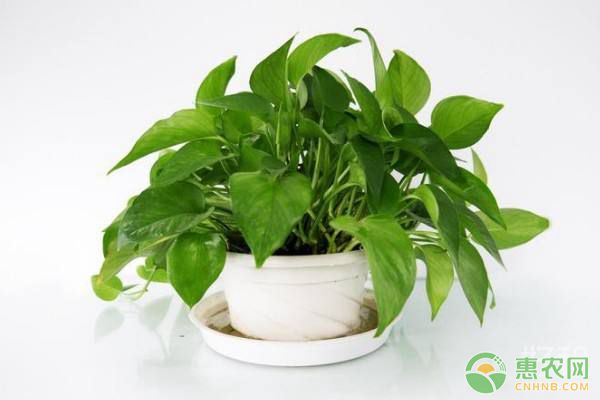 大葉綠蘿葉子為何會發(fā)黃？綠蘿葉子發(fā)黃補(bǔ)救養(yǎng)護(hù)措施