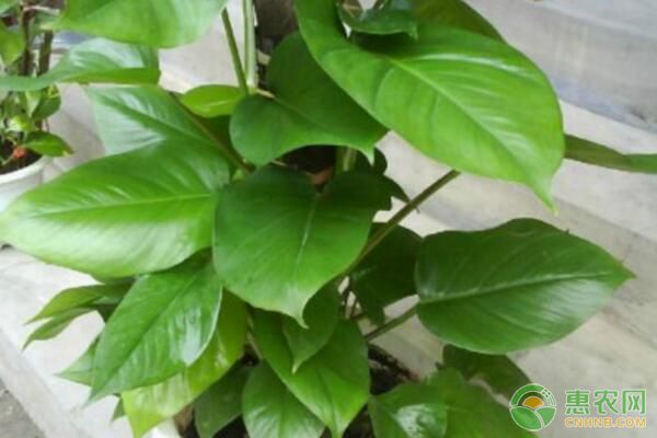 大葉綠蘿葉子為何會發(fā)黃？綠蘿葉子發(fā)黃補(bǔ)救養(yǎng)護(hù)措施