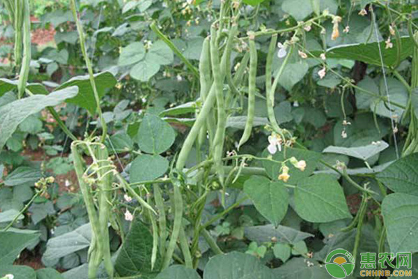 秋蕓豆什么時候種植？秋蕓豆種植要點介紹