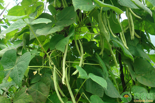 秋蕓豆什么時候種植？秋蕓豆種植要點介紹