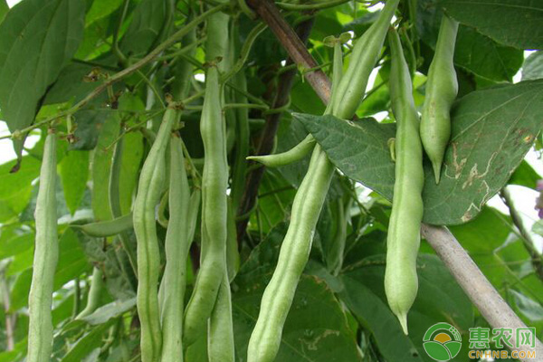 秋蕓豆什么時候種植？秋蕓豆種植要點介紹
